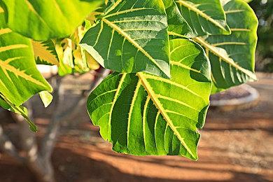 《解限机》金色矛隼与御姐机师演示 今日正式公测